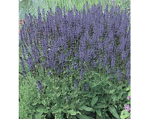Gartensalbei Salvia nemorosa 'Blaukönigin' H 20-30 cm Co 5 L (3 Stk.) Blühende Salbei Pflanze im Garten.
