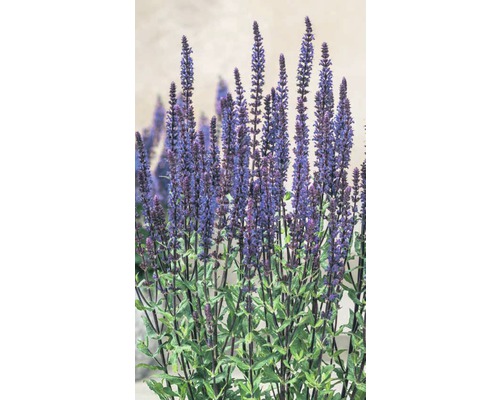 Salbei Pflanze mit lila Blütenständen und grünen Blättern