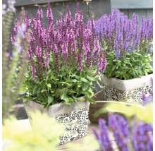 Zwei Salbeipflanzen in dekorativen Töpfen