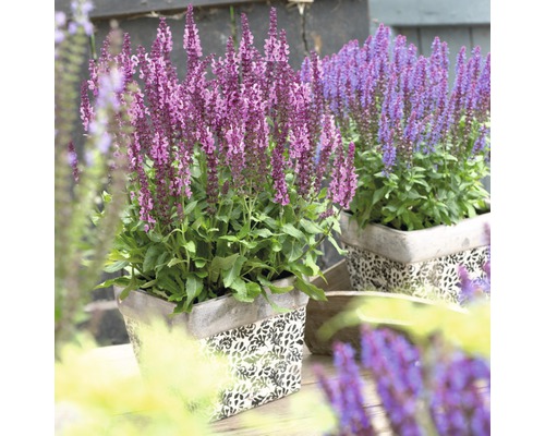 Zwei Salbeipflanzen in dekorativen Töpfen