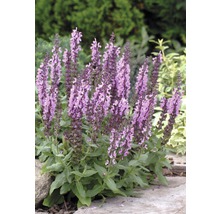 Salbei Pflanze mit lila Blüten im Gartenbeet.