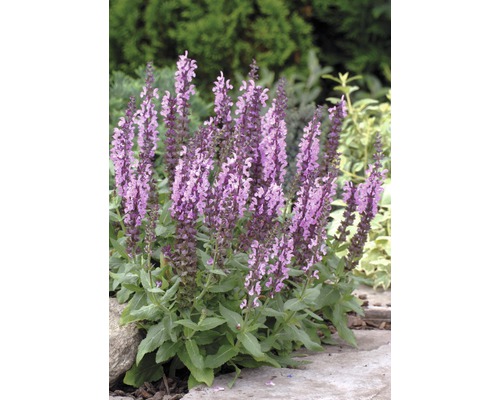 Salbei Pflanze mit lila Blüten im Gartenbeet.