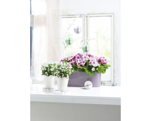 Fensterdekoration mit Topfpflanzen, bestehend aus zwei Glockenblumen in Töpfen und einem länglichen Pflanzgefäß mit Primeln.