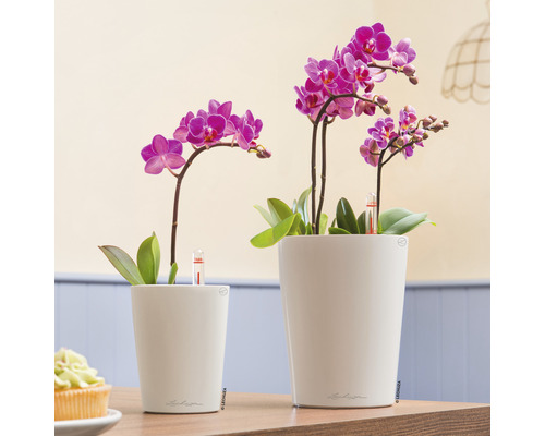 Zwei Mini-Orchideen in weißen Übertöpfen mit Bewässerungsanzeige