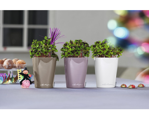 Drei Pflanzen in Töpfen der Marke Lechuza auf einem Tisch dekoriert mit Glücksbringern