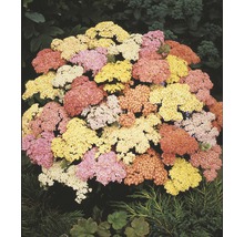 Schafgarbe mit verschiedenen Blütenfarben