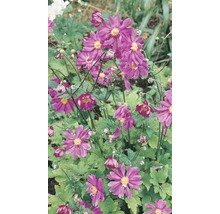 Japanische Herbst-Anemone mit purpurrosa Blüten im Gartenbeet