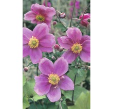Japanische Herbst-Anemone im Garten