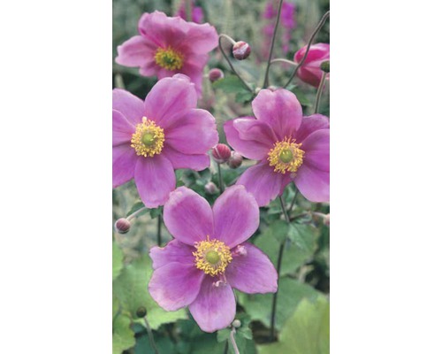 Japanische Herbst-Anemone im Garten