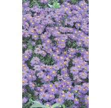 Feld von lila Asterblüten mit gelben Zentren