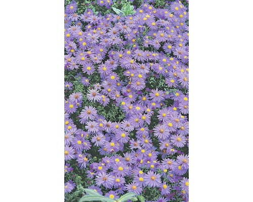 Herbstaster Aster dumosus MAGIC BLUE® Co 5 L (3 Stk.) Feld von lila Asterblüten mit gelben Zentren
