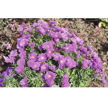 Violette Aster Gartenblume