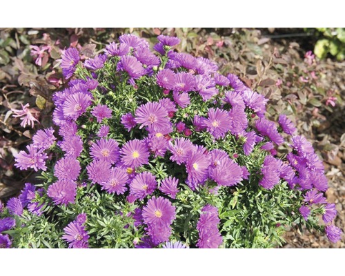 Violette Aster Gartenblume