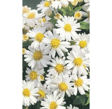 Weiß blühende Herbstaster mit gelber Mitte