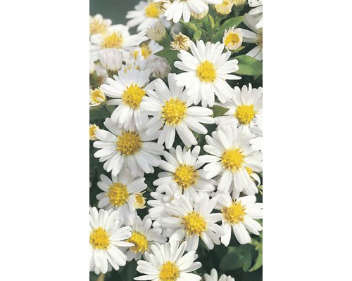 Weiß blühende Herbstaster mit gelber Mitte