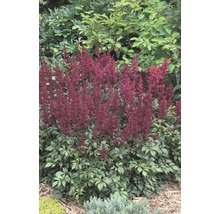 Astilbe Pflanze mit gefiederten Blättern und Blütenständen im Gartenbeet