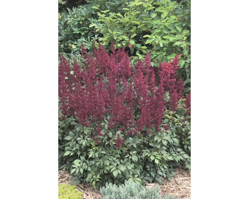 Astilbe Pflanze mit gefiederten Blättern und Blütenständen im Gartenbeet