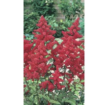 Astilbe mit roten Blüten im Gartenbeet