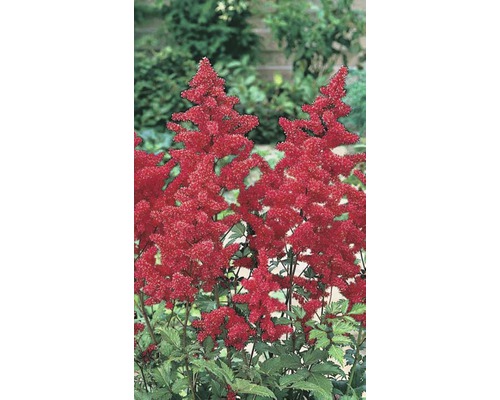 Prachtspiere Astilbe X arendsii 'Astary RED' H 20-50 cm Co 5 L (3 Stk.) Astilbe mit roten Blüten im Gartenbeet