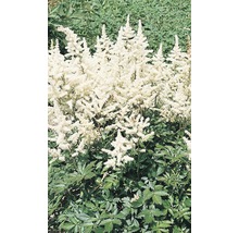 Astilbe Pflanze mit weißen Blütenständen und grünen Blättern.