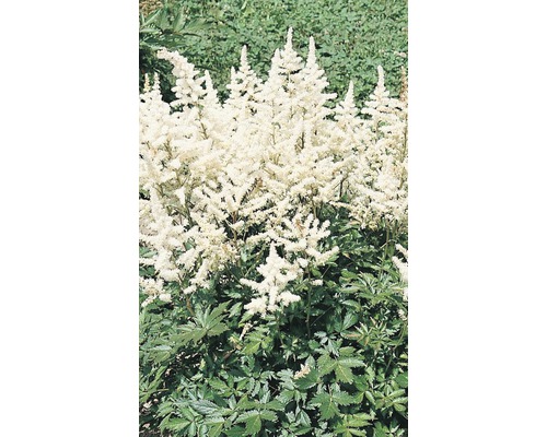 Astilbe Pflanze mit weißen Blütenständen und grünen Blättern.