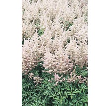 Astilbenbeet mit fedrigen Blütenständen