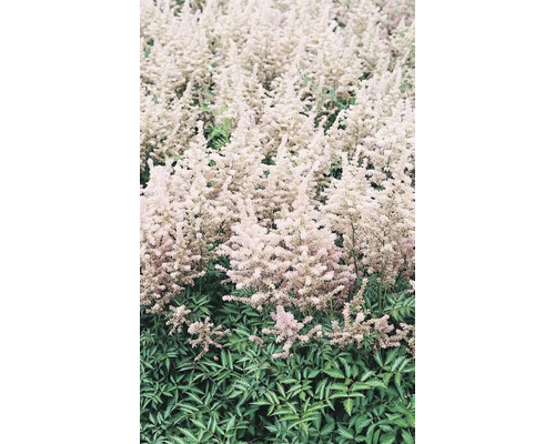 Astilbenbeet mit fedrigen Blütenständen