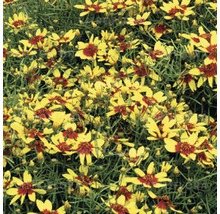 Viele Coreopsis Tinctoria Blumen im Beet