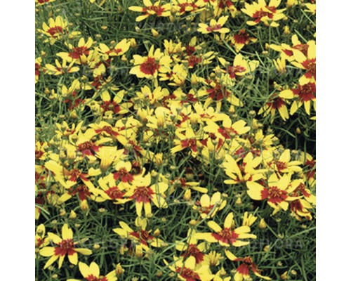 Viele Coreopsis Tinctoria Blumen im Beet