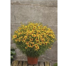 Coreopsis Mehrjährige Pflanze im Topf