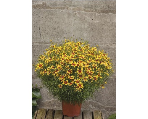 Coreopsis Mehrjährige Pflanze im Topf