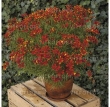 Coreopsis-Pflanze in einem Topf auf einer Holzkiste