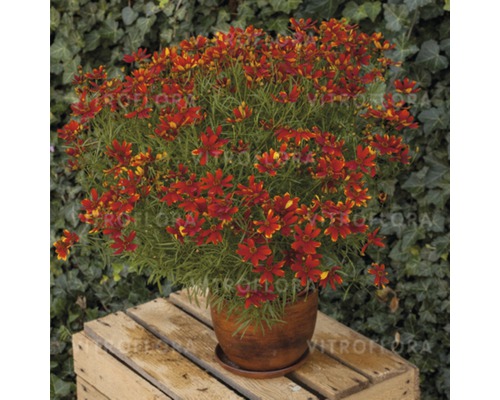 Coreopsis-Pflanze in einem Topf auf einer Holzkiste