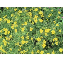 Teppich-Gänseblümchen mit gelben Blüten und grünen Blättern