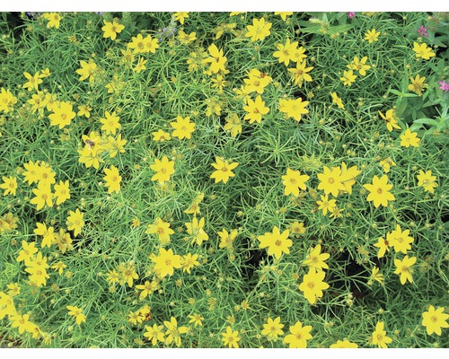 Teppich-Gänseblümchen mit gelben Blüten und grünen Blättern