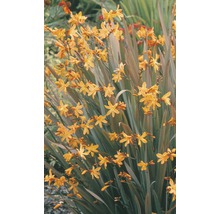 Montbretie mit gelben Blüten und grünen Blättern