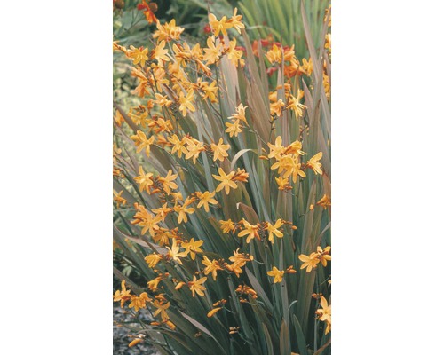 Montbretie mit gelben Blüten und grünen Blättern