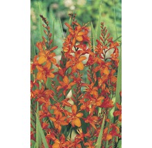 Montbretien Blumen mit Blättern