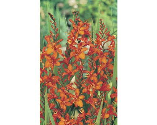 Montbretien Blumen mit Blättern