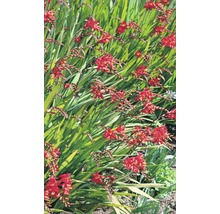 Montbretien Blumenbeet mit roten Blüten und grünen Blättern.