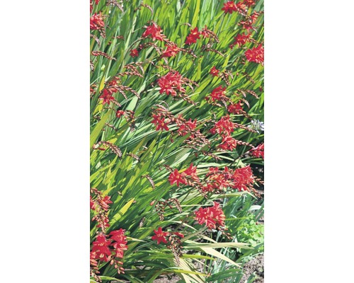 Montbretien Blumenbeet mit roten Blüten und grünen Blättern.