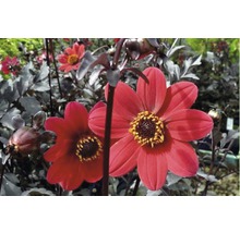 Nahaufnahme von roten Dahlienblüten im Garten