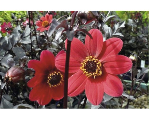Dahlie Dahlia Mystic™ Wonder H 20-60 cm Co 5 L (3 Stk.) Nahaufnahme von roten Dahlienblüten im Garten