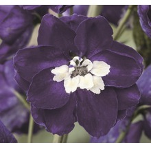 Nahaufnahme einer Ritterspornblüte