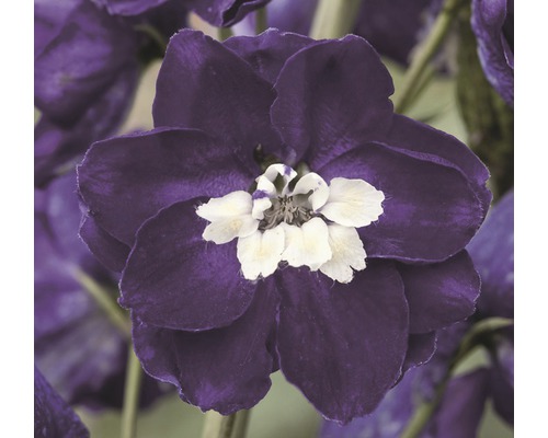 Nahaufnahme einer Ritterspornblüte