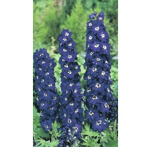 Drei Ritterspornblüten im Garten