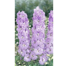 Ritterspornblütenstand im Detail