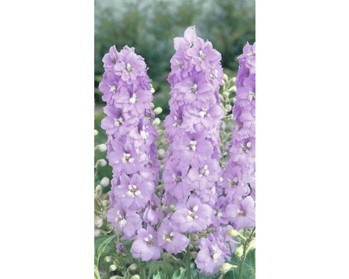 Ritterspornblütenstand im Detail