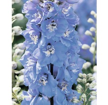 Blauer Garten-Rittersporn blüht