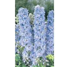 Rittersporn im Detail